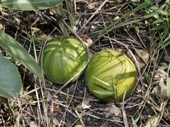 Melothria campestris