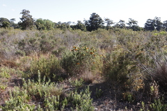 Liparia splendens splendens