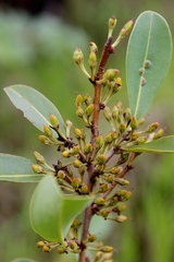 Erythroxylum deciduum