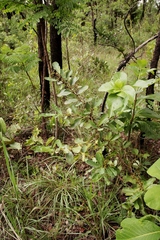 Erythroxylum deciduum
