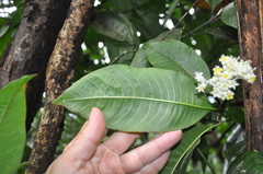 Palicourea violacea