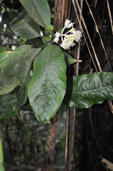 Palicourea violacea