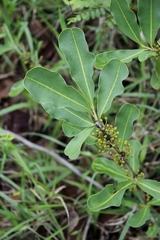 Erythroxylum deciduum