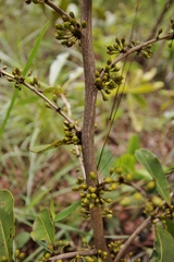 Erythroxylum deciduum