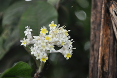 Palicourea violacea