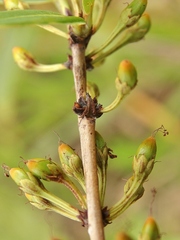 Erythroxylum deciduum