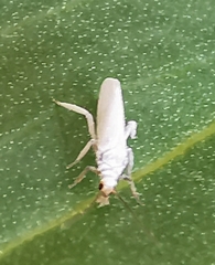 Coniopteryginae