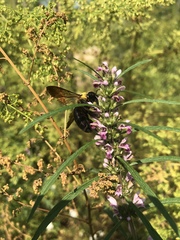 Xylocopa appendiculata
