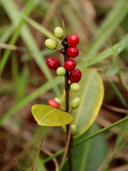 Erythroxylum campestre