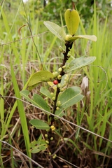 Erythroxylum campestre