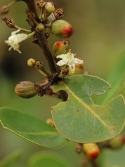 Erythroxylum campestre