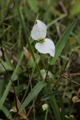 Dalechampia caperonioides