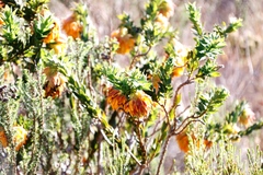 Liparia splendens splendens