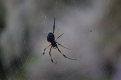 Trichonephila inaurata