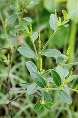 Microstachys daphnoides