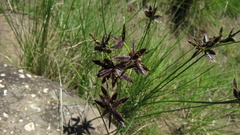 Cyperus semitrifidus