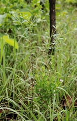 Microstachys daphnoides
