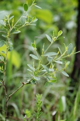 Microstachys daphnoides