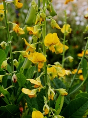 Crotalaria spectabilis
