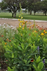 Crotalaria spectabilis