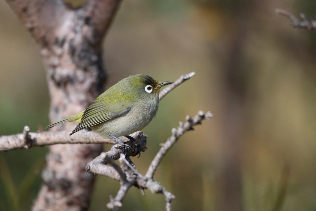 Reunion Olive White-Eye