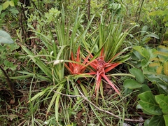 Bromelia goyazensis