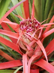 Bromelia goyazensis