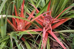 Bromelia goyazensis