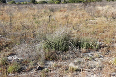 Salvia chamelaeagnea