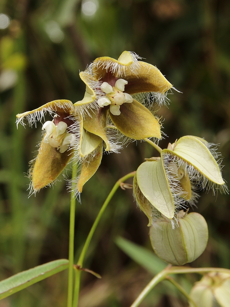 Blepharodon linearis
