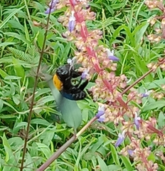 Xylocopa aestuans