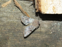 Orthosia incerta