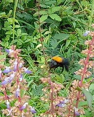 Xylocopa aestuans