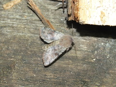 Orthosia incerta