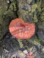 Trametes coccinea