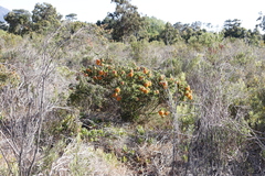 Liparia splendens splendens