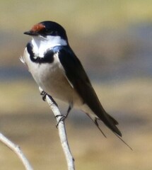 Hirundo albigularis