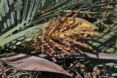 Butia archeri