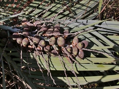 Butia archeri
