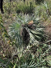 Butia archeri