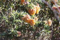 Liparia splendens splendens