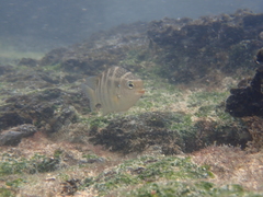 Abudefduf concolor