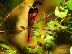 Pericrocotus solaris