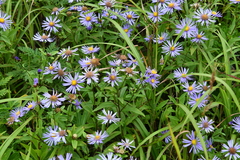 Aster maackii