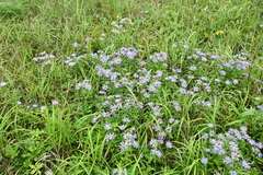 Aster maackii