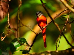 Pericrocotus solaris