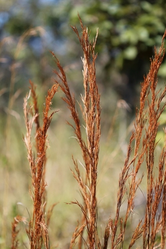 Hyparrhenia bracteata