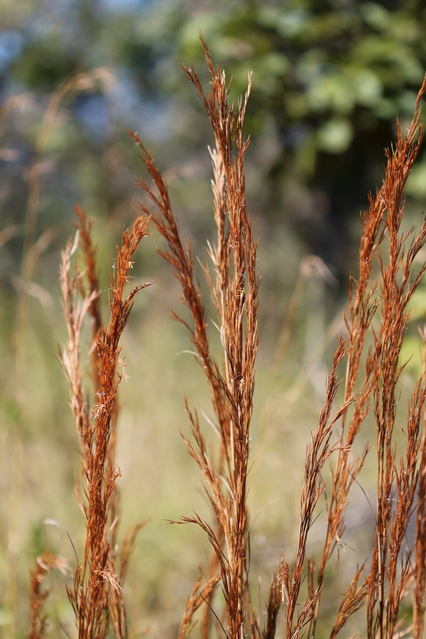 Hyparrhenia bracteata