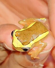 Dendropsophus bifurcus