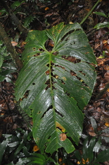 Anthurium dukei